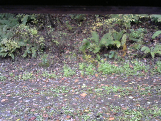 長野県菅平高原 ゆたか山荘 南側 2025/10/19 09:45