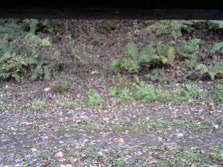 長野県菅平高原 ゆたか山荘 南側 2025/10/21 16:45