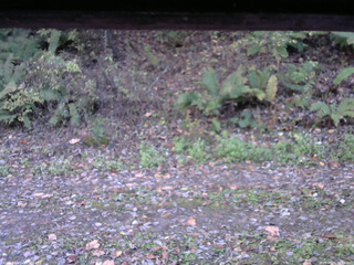 長野県菅平高原 ゆたか山荘 南側 2025/10/23 06:15