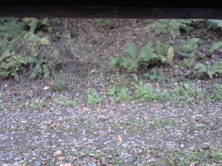 長野県菅平高原 ゆたか山荘 南側 2025/10/24 14:45