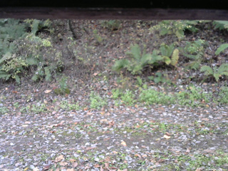 長野県菅平高原 ゆたか山荘 南側 2025/10/25 09:15