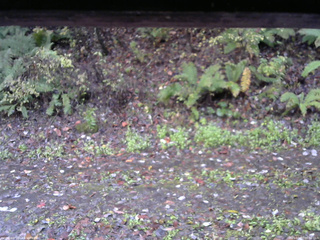 長野県菅平高原 ゆたか山荘 南側 2025/10/27 06:30