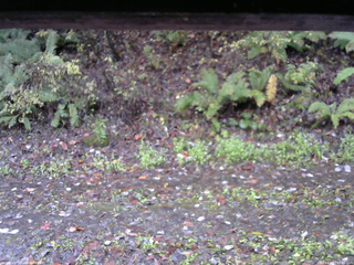 長野県菅平高原 ゆたか山荘 南側 2025/10/27 06:45