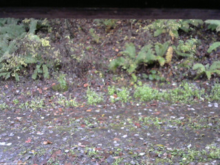 長野県菅平高原 ゆたか山荘 南側 2025/10/27 07:45