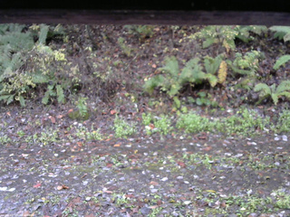 長野県菅平高原 ゆたか山荘 南側 2025/10/27 08:00