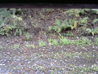 長野県菅平高原 ゆたか山荘 南側 2025/10/27 08:30