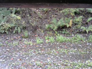 長野県菅平高原 ゆたか山荘 南側 2025/10/27 08:45