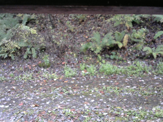 長野県菅平高原 ゆたか山荘 南側 2025/10/27 09:15