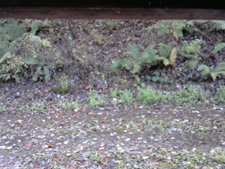 長野県菅平高原 ゆたか山荘 南側 2025/10/27 11:15