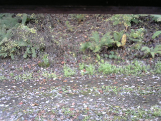 長野県菅平高原 ゆたか山荘 南側 2025/10/27 11:45