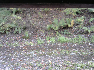 長野県菅平高原 ゆたか山荘 南側 2025/10/27 12:00