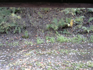 長野県菅平高原 ゆたか山荘 南側 2025/10/27 13:30