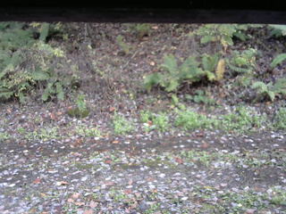 長野県菅平高原 ゆたか山荘 南側 2025/10/27 14:15