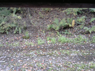 長野県菅平高原 ゆたか山荘 南側 2025/10/27 14:30