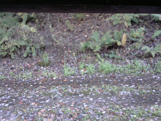 長野県菅平高原 ゆたか山荘 南側 2025/10/27 14:45