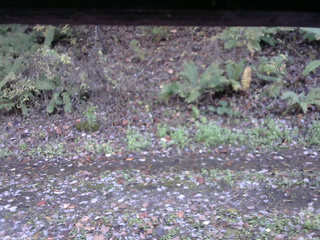 長野県菅平高原 ゆたか山荘 南側 2025/10/27 15:15