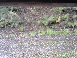 長野県菅平高原 ゆたか山荘 南側 2025/10/28 08:45