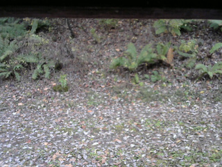 長野県菅平高原 ゆたか山荘 南側 2025/10/31 15:30