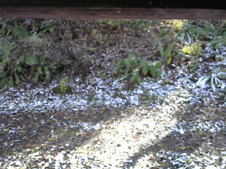 長野県菅平高原 ゆたか山荘 南側 2025/11/04 12:45