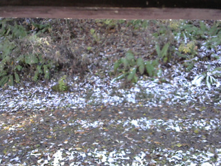 長野県菅平高原 ゆたか山荘 南側 2025/11/04 13:00