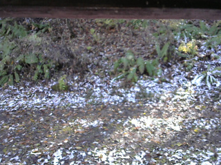 長野県菅平高原 ゆたか山荘 南側 2025/11/04 13:15