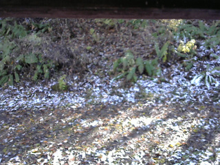 長野県菅平高原 ゆたか山荘 南側 2025/11/04 13:30