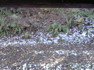 長野県菅平高原 ゆたか山荘 南側 2025/11/04 13:45