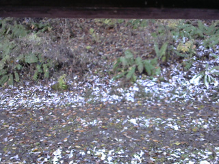 長野県菅平高原 ゆたか山荘 南側 2025/11/04 14:15