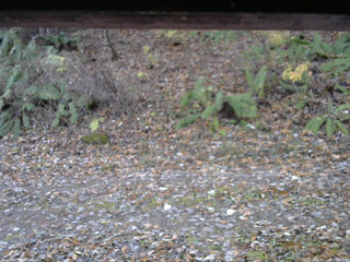 長野県菅平高原 ゆたか山荘 南側 2025/11/08 07:15