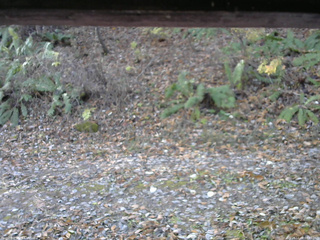 長野県菅平高原 ゆたか山荘 南側 2025/11/08 08:45