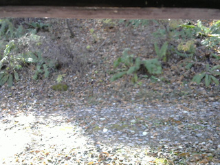 長野県菅平高原 ゆたか山荘 南側 2025/11/08 10:30