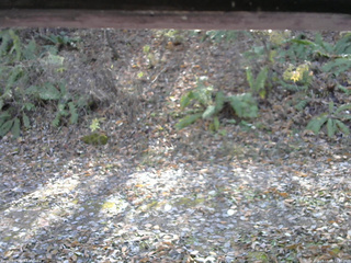 長野県菅平高原 ゆたか山荘 南側 2025/11/08 12:00