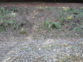 長野県菅平高原 ゆたか山荘 南側 2025/11/08 12:15