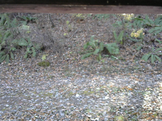 長野県菅平高原 ゆたか山荘 南側 2025/11/08 12:45