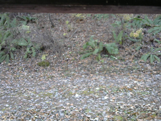 長野県菅平高原 ゆたか山荘 南側 2025/11/08 13:00