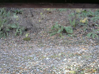 長野県菅平高原 ゆたか山荘 南側 2025/11/08 13:15