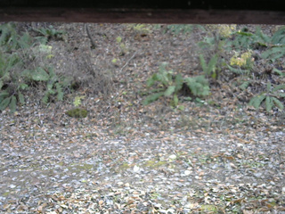 長野県菅平高原 ゆたか山荘 南側 2025/11/08 13:30