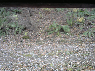 長野県菅平高原 ゆたか山荘 南側 2025/11/08 13:45