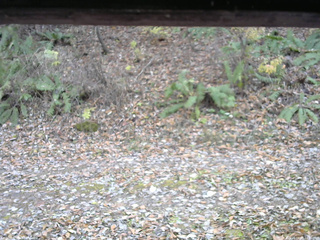 長野県菅平高原 ゆたか山荘 南側 2025/11/08 14:00