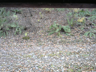 長野県菅平高原 ゆたか山荘 南側 2025/11/08 14:15
