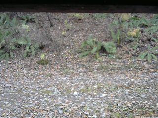 長野県菅平高原 ゆたか山荘 南側 2025/11/08 14:30