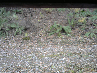長野県菅平高原 ゆたか山荘 南側 2025/11/08 14:45