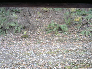 長野県菅平高原 ゆたか山荘 南側 2025/11/08 15:00