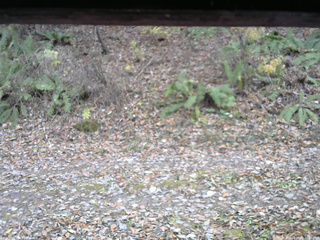 長野県菅平高原 ゆたか山荘 南側 2025/11/08 15:15