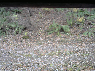 長野県菅平高原 ゆたか山荘 南側 2025/11/08 15:30