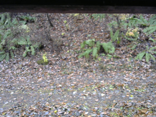 長野県菅平高原 ゆたか山荘 南側 2025/11/10 11:30
