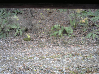 長野県菅平高原 ゆたか山荘 南側 2025/11/11 11:45