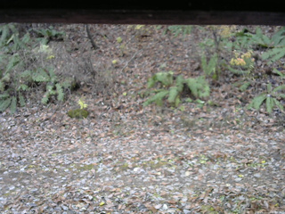 長野県菅平高原 ゆたか山荘 南側 2025/11/11 13:00