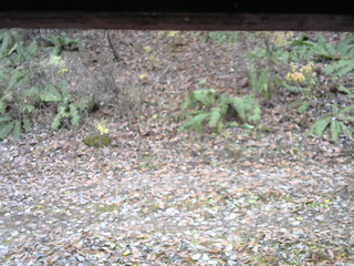 長野県菅平高原 ゆたか山荘 南側 2025/11/11 13:15