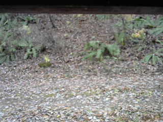 長野県菅平高原 ゆたか山荘 南側 2025/11/11 13:30